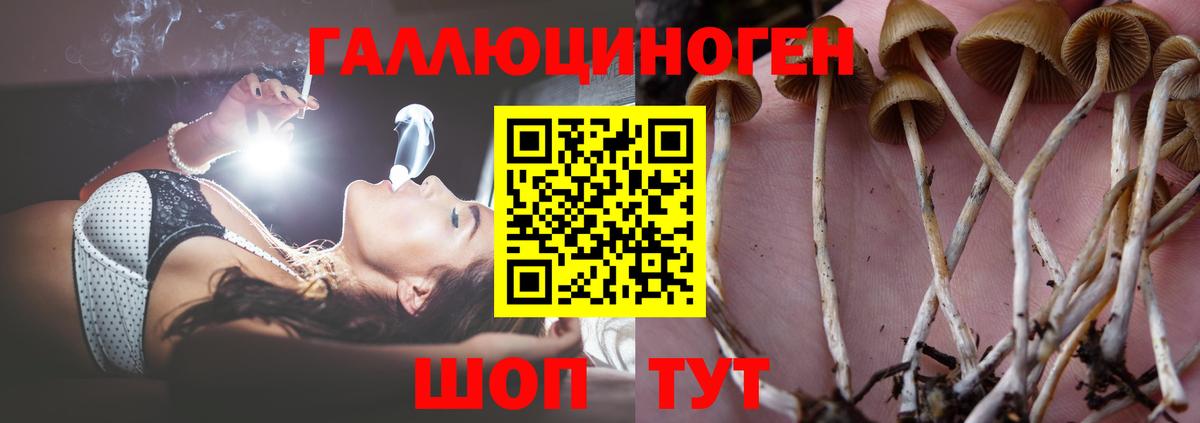 Выкса  Псилоцибиновые грибы Psilocybine cubensis  купить наркотик  Вход с VPN  Псилоцибиновые грибы GOLDEN TEACHER 